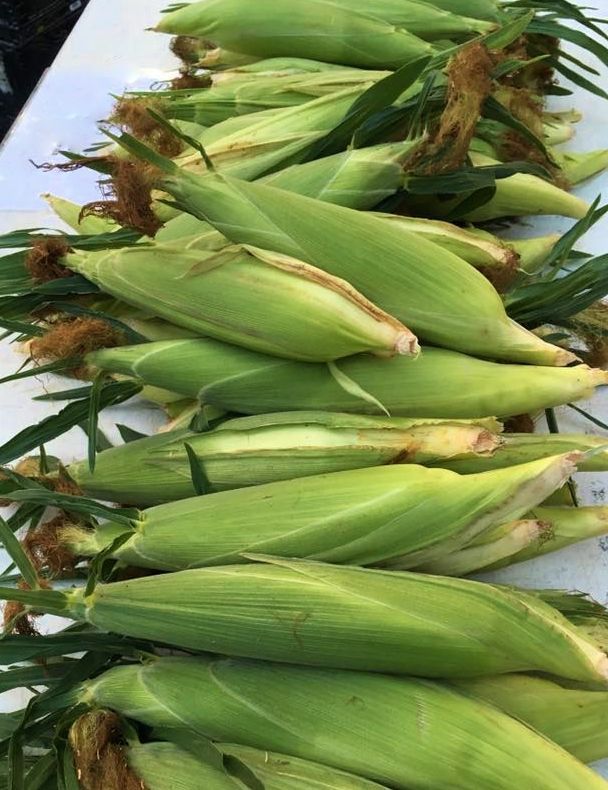 Fresh Green Maize