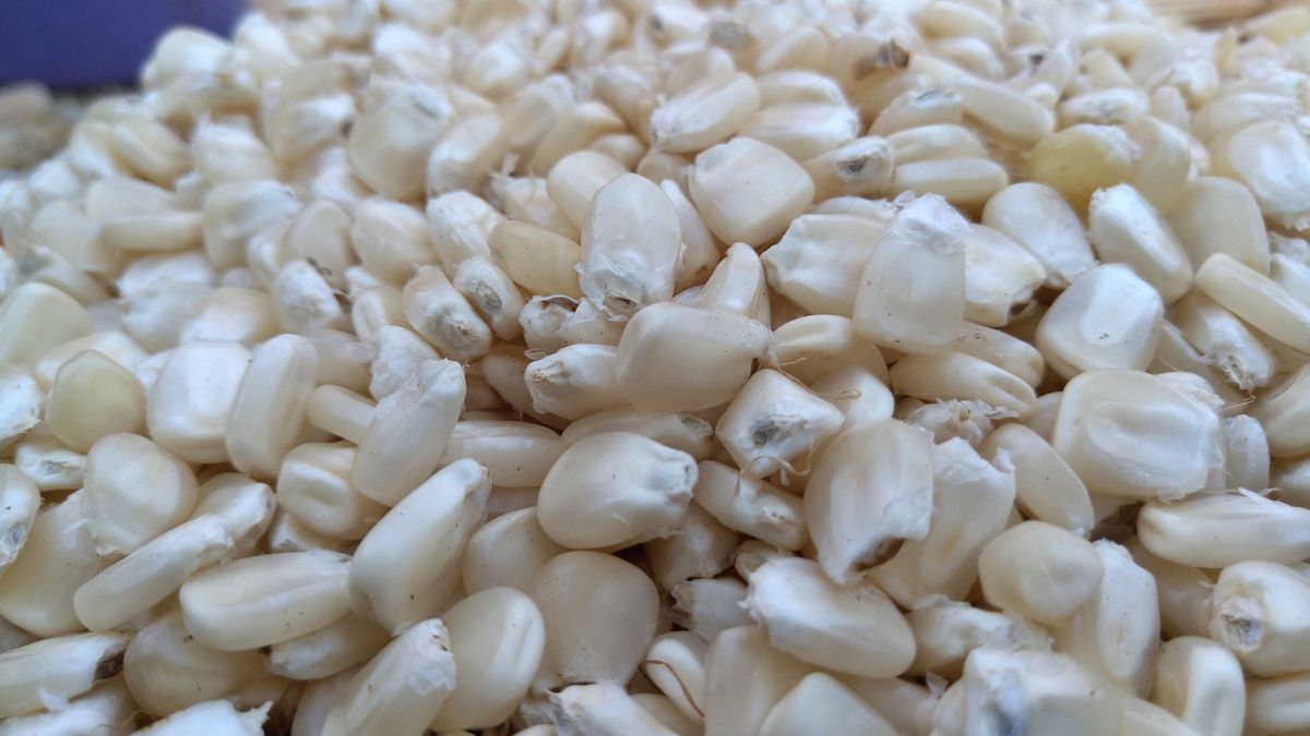 Dry Maize