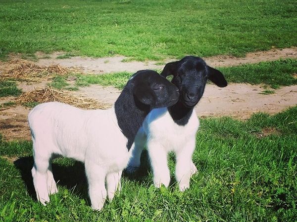 Breeding Sheep