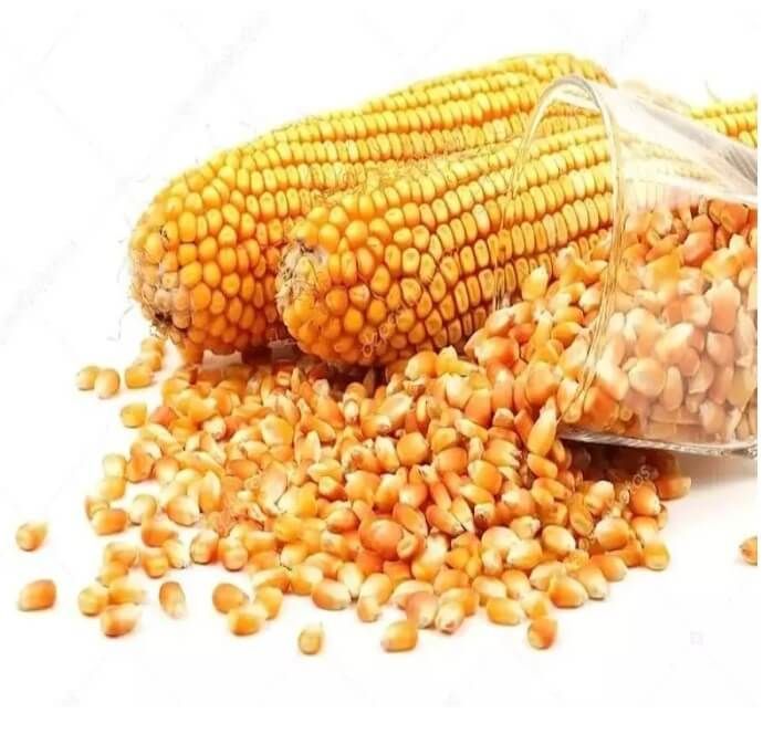 Yellow Maize