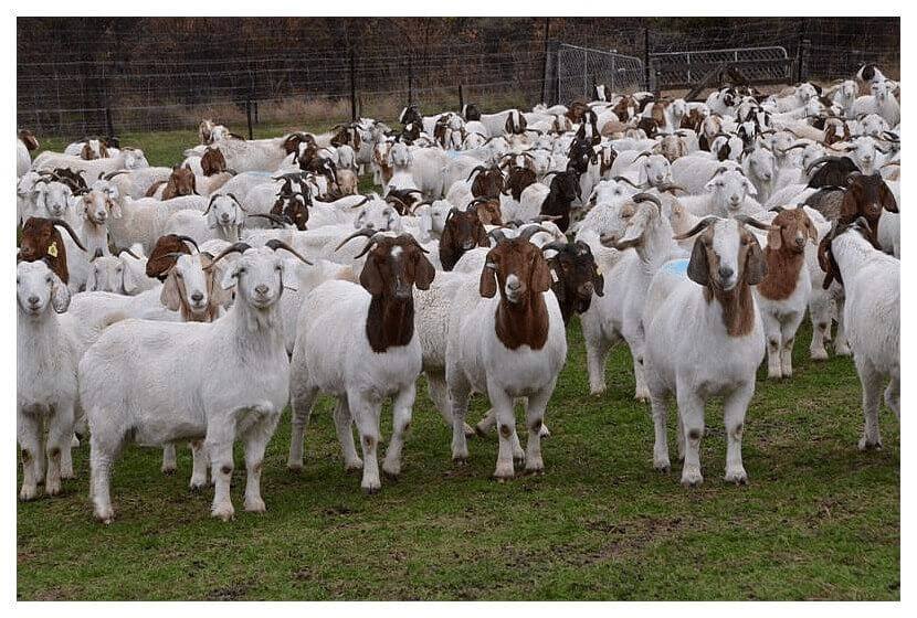 Breeding Goats