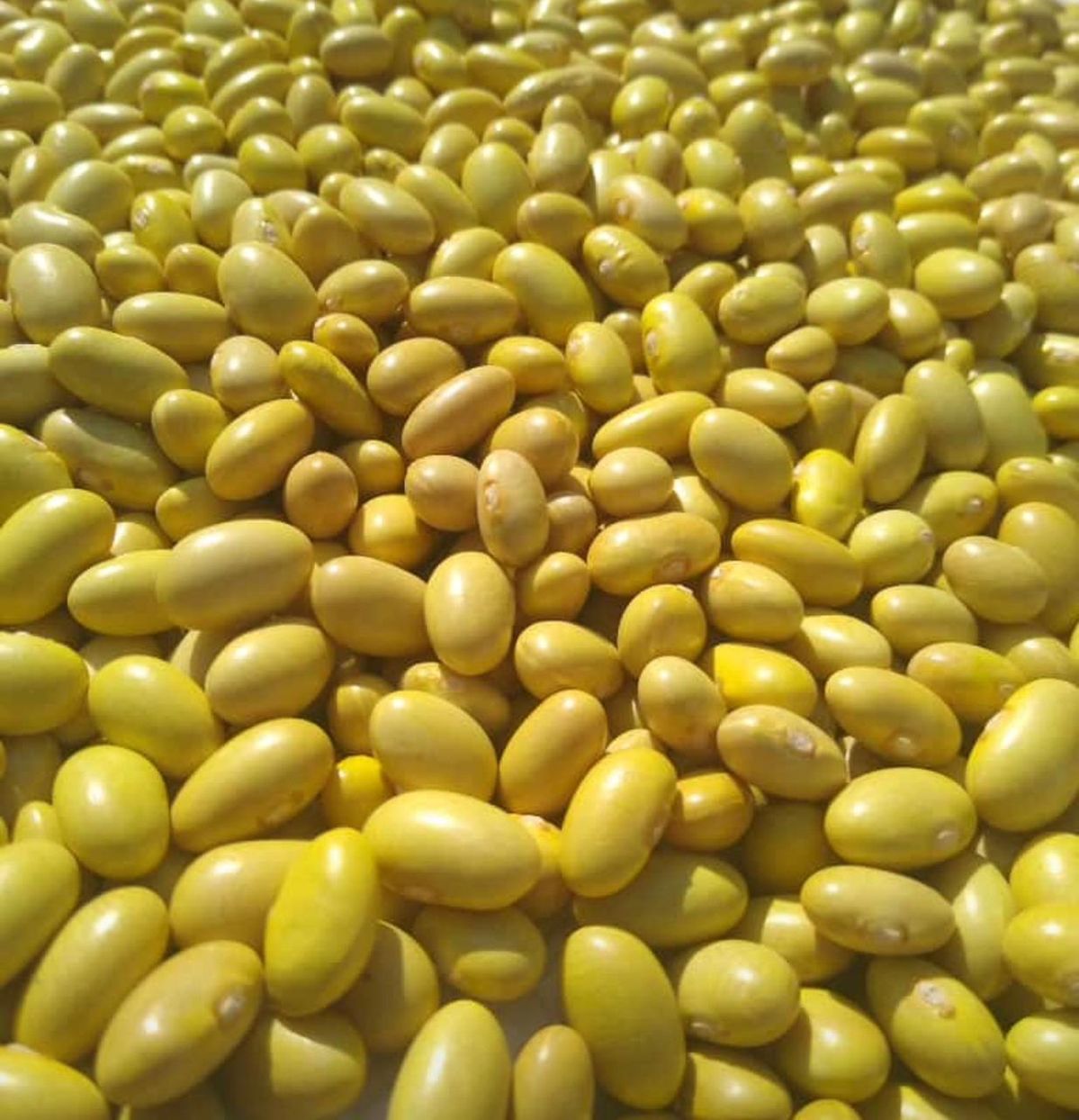 Yellow Beans