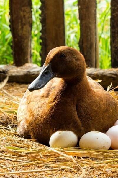 Duck Eggs