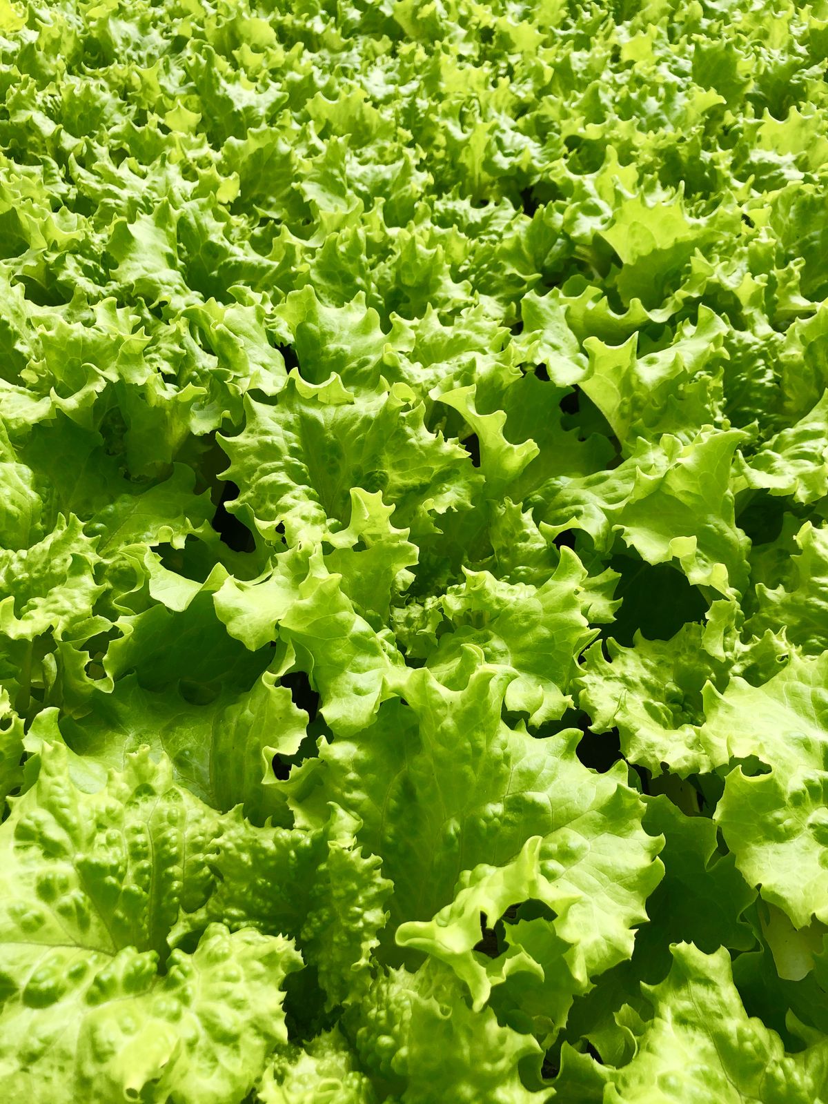 Lettuce