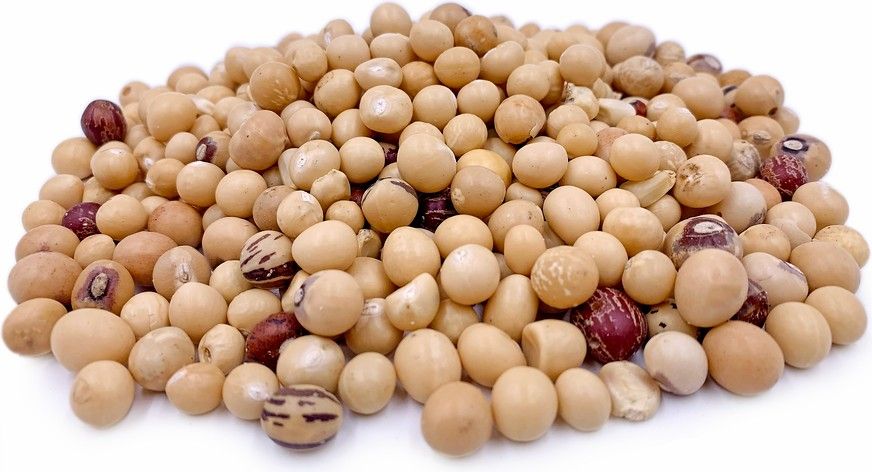 Bambara Nuts