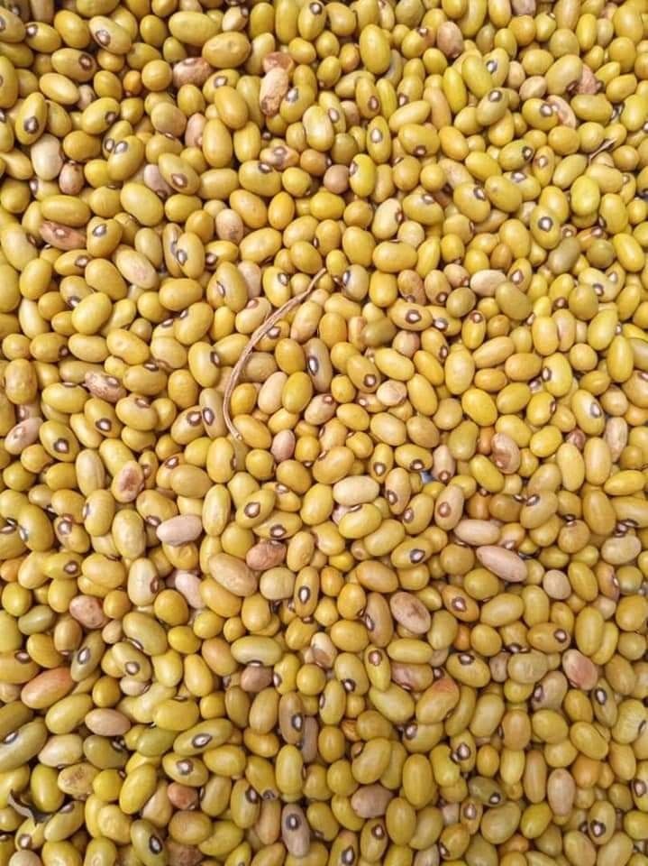 Beans