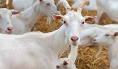 Dairy Goats