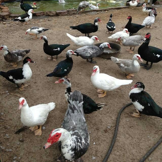 Ducks