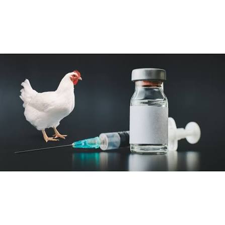 Poultry Vaccines