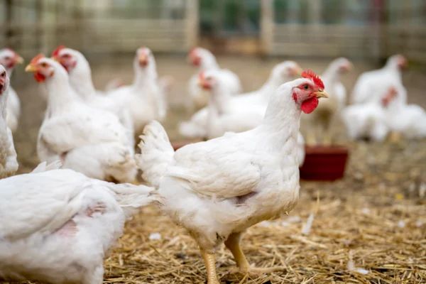 Broiler Chicken