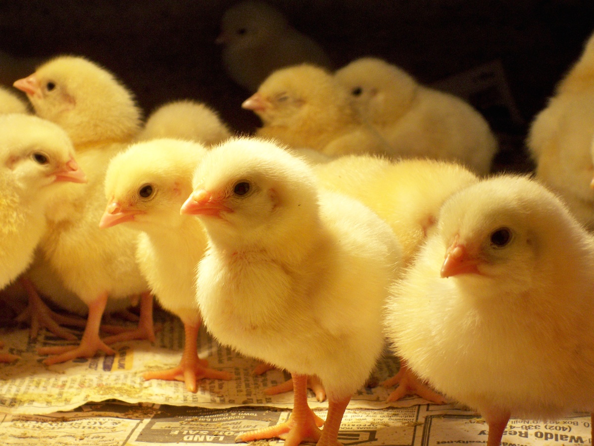 Day-Old Chicks