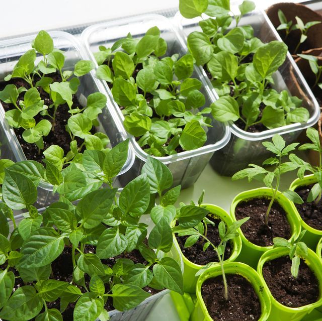 Vegetable Seedlings