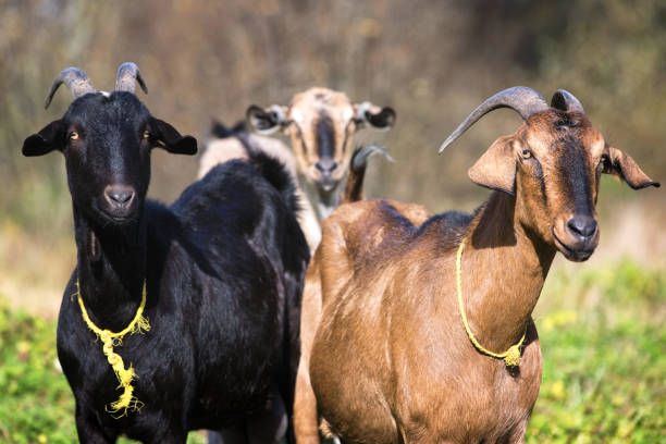 Goats