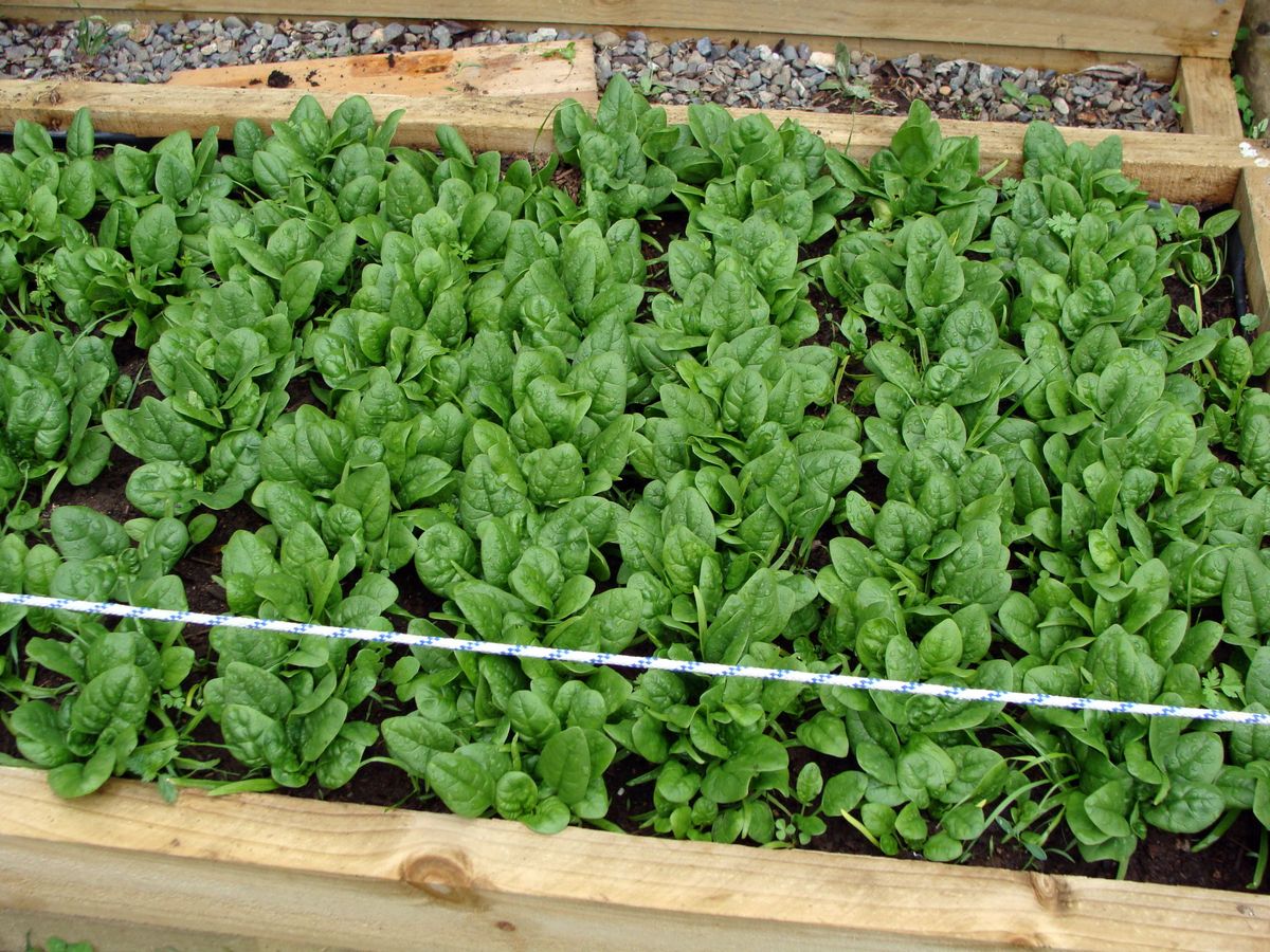 Spinach