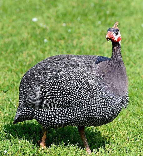 Guinea Fowl
