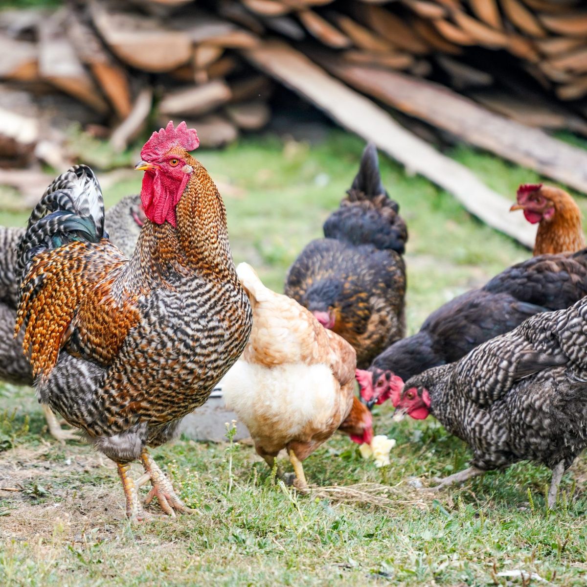 Kienyeji Chicken
