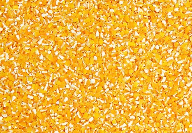 Maize Germ