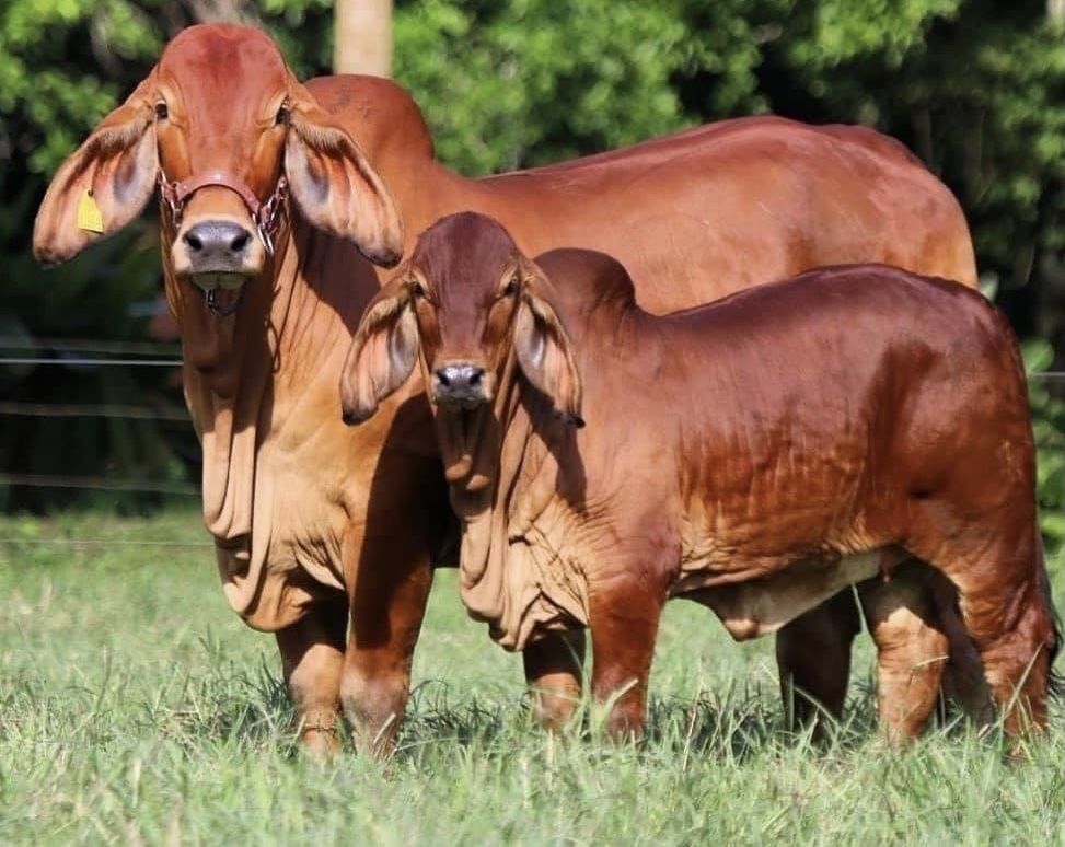 Breeding Bulls