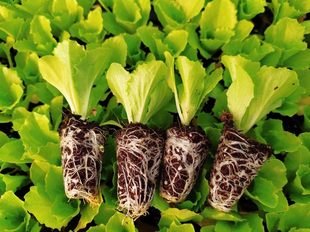 Grafted Vegetable Seedlings