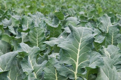 Sukuma Wiki
