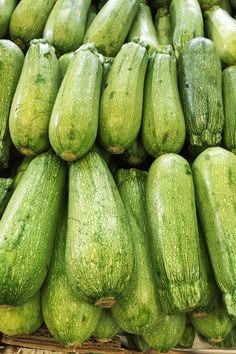 Zucchini