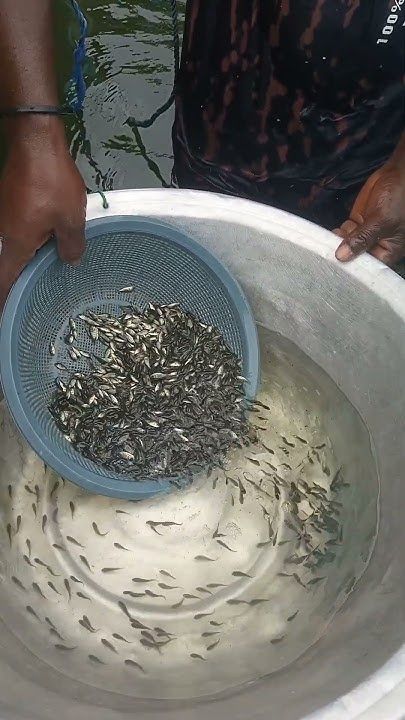 Fish Fingerlings