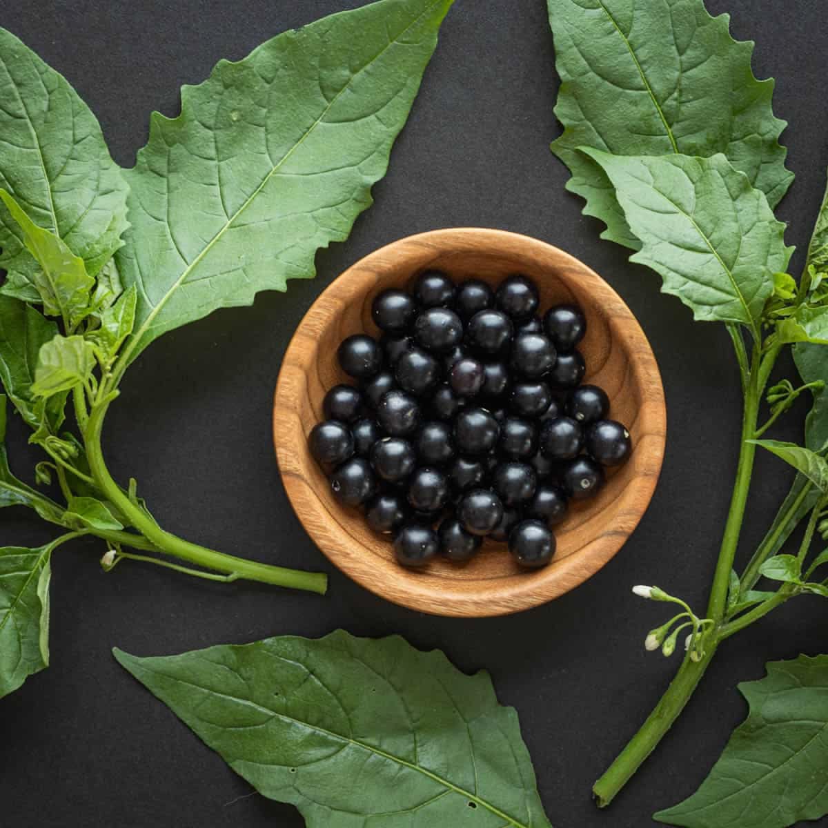 African Nightshade