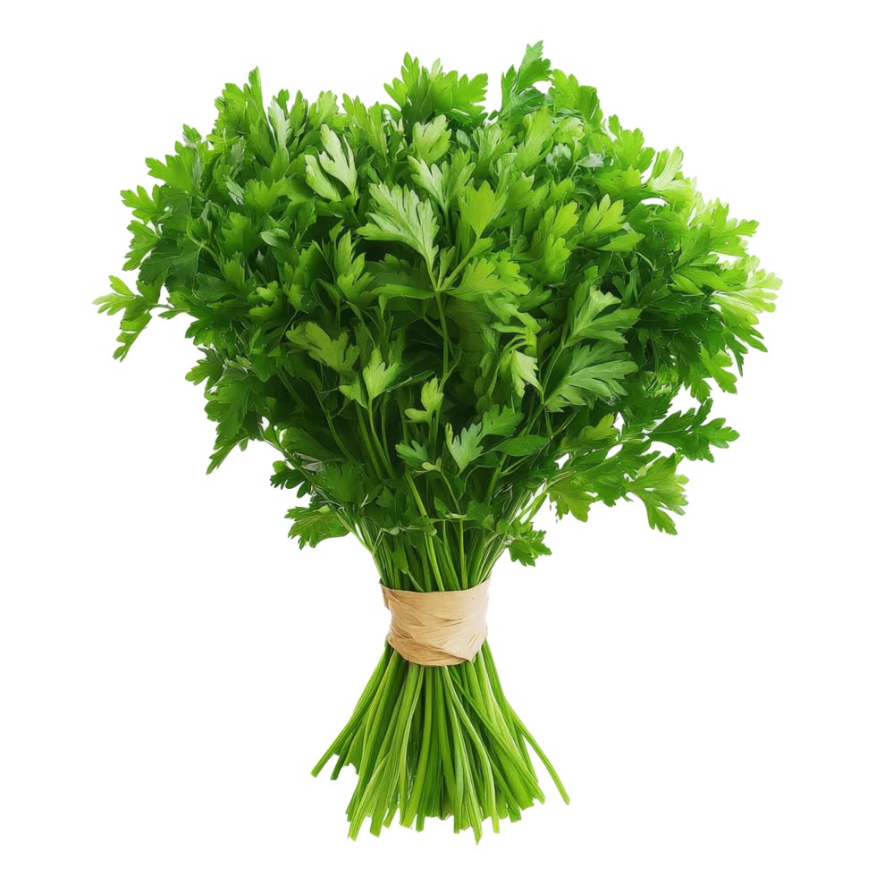 Coriander