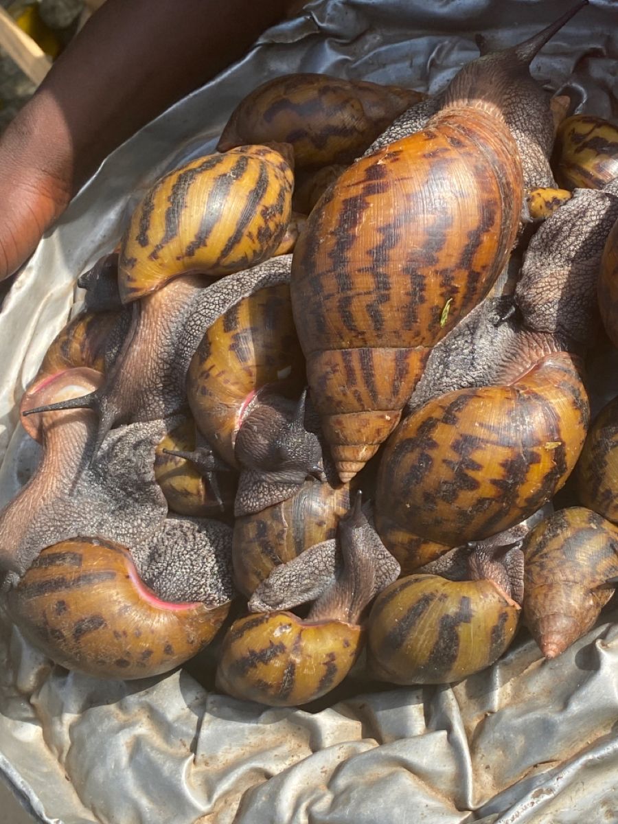 Snails