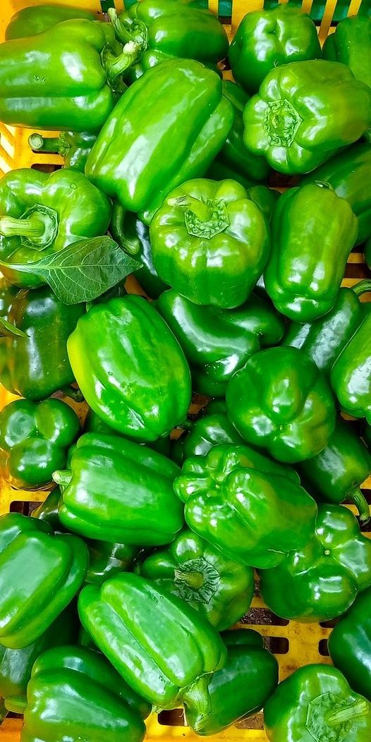 Capsicum