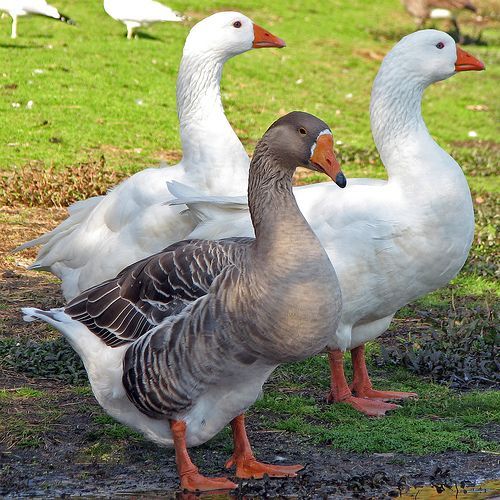 Geese